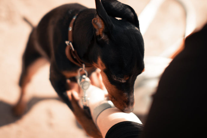 Can Drug Dogs Smell THC Products? The Truth Revealed
