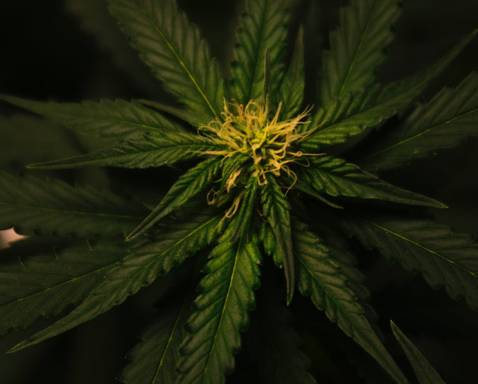 What is HHC Weed? Expert Analysis